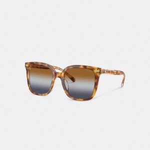 Coach Beveled Signature Oversized Square Sunglasses ブラウン 青 グレー | COH866364
