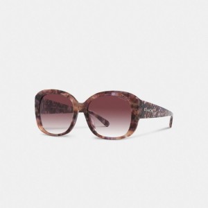 Coach Signature Oversized Square Sunglasses 紫 | COH866382